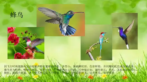 课件：鸟巢 ppt