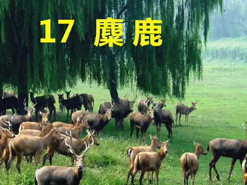 苏教版六上麋鹿课件