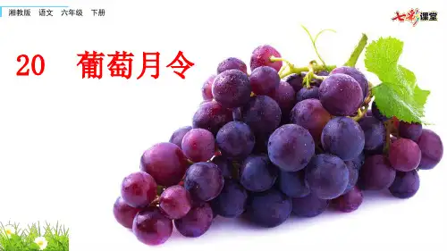 湘教版语文六年级下20葡萄月令