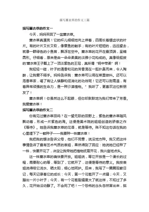 描写薰衣草的作文三篇