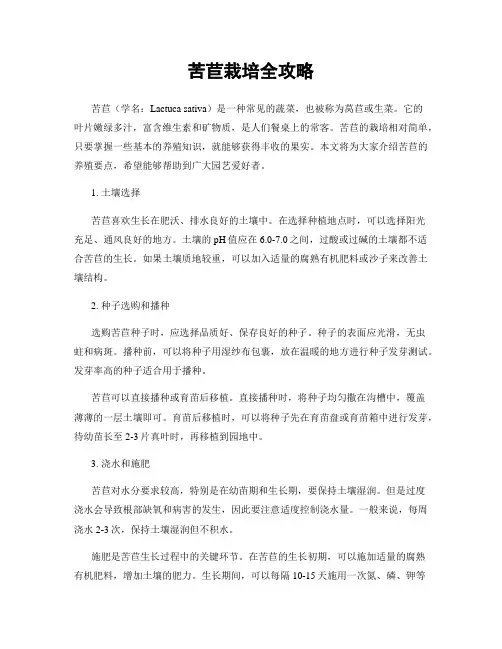 苦苣栽培全攻略