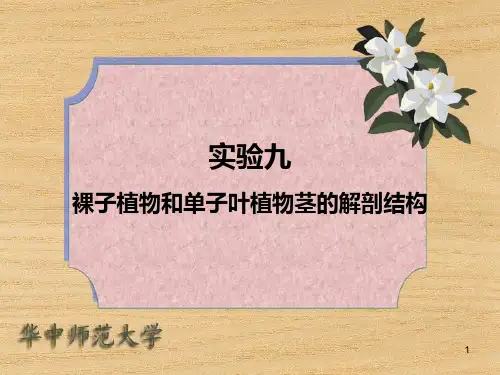 39实验九 裸子植物和单子叶植物茎的解剖结构PPT课件
