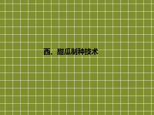 西、甜瓜制种技术