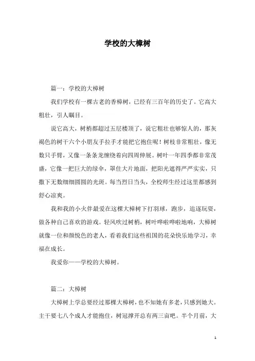 学校的大樟树
