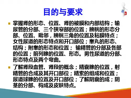 生殖系统影像解剖—男性生殖系统(医学影像解剖学课件)
