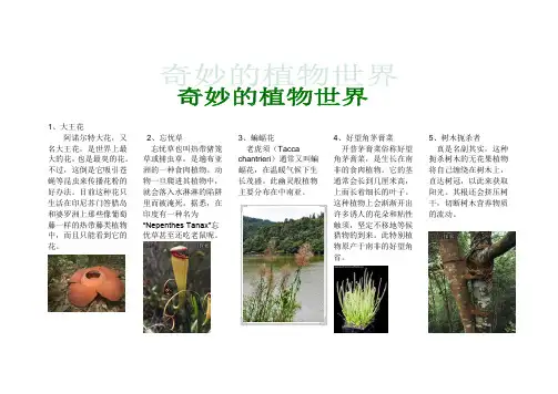 神奇的植物世界