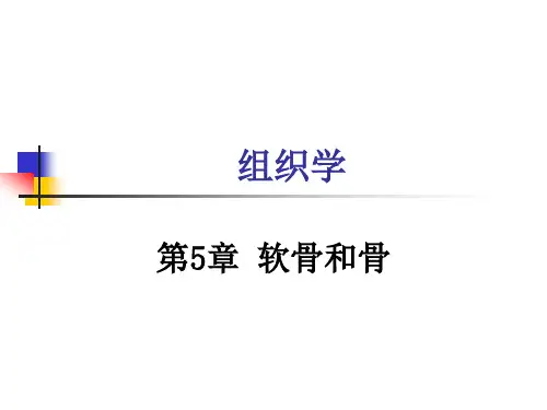 组织学与胚胎学第5章软骨和骨讲解课件