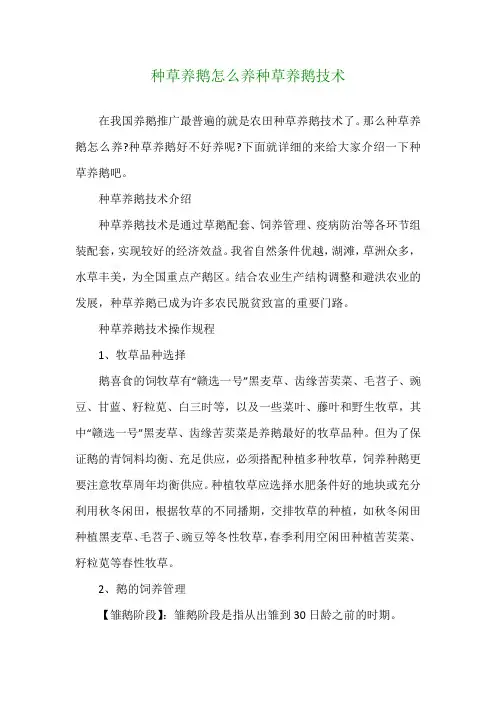 种草养鹅怎么养 种草养鹅技术