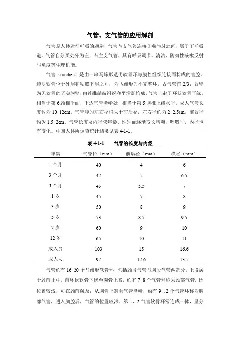 气管与支气管的解剖