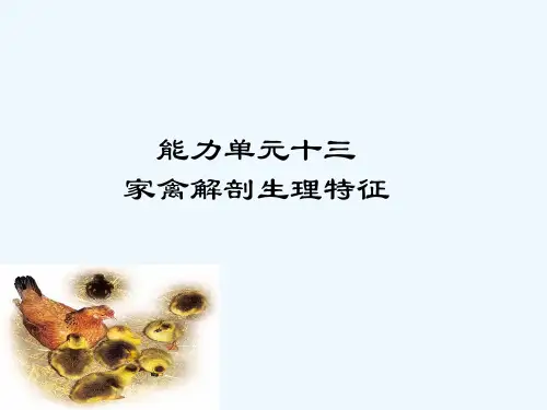 家禽解剖生理