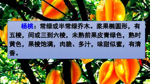 部编版二年级语文下册13-画杨桃公开课ppt课件.pptx