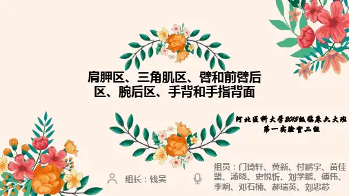上肢(肩胛区、三角肌区、臂和前臂后区、腕后区、手背和手指背面)