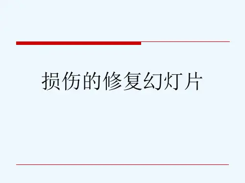 损伤的修复幻灯片