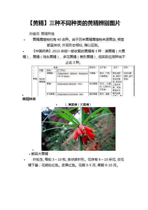 【黄精】三种不同种类的黄精辨别图片