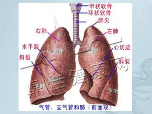 最新中医内科-课件-肺胀-文档