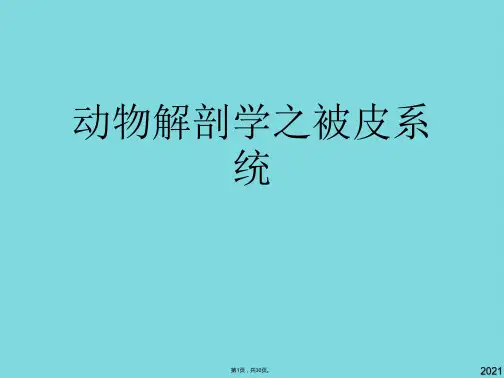 动物解剖学之被皮系统优秀课件(共30张PPT)