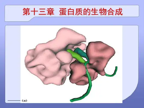 蛋白质的生物合成课堂PPT