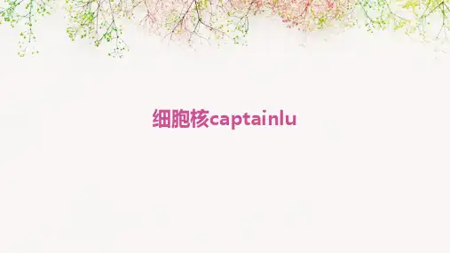细胞核CaptainLu
