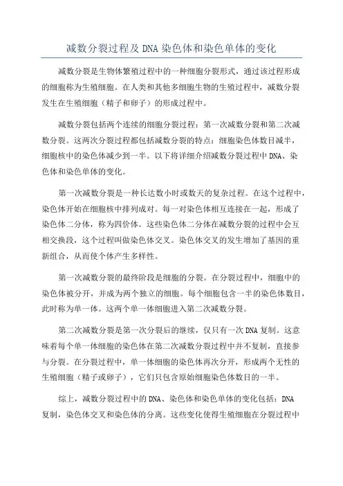 减数分裂过程及DNA染色体和染色单体的变化