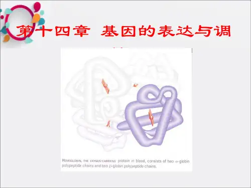 遗传学15第十四章基因表达的调控