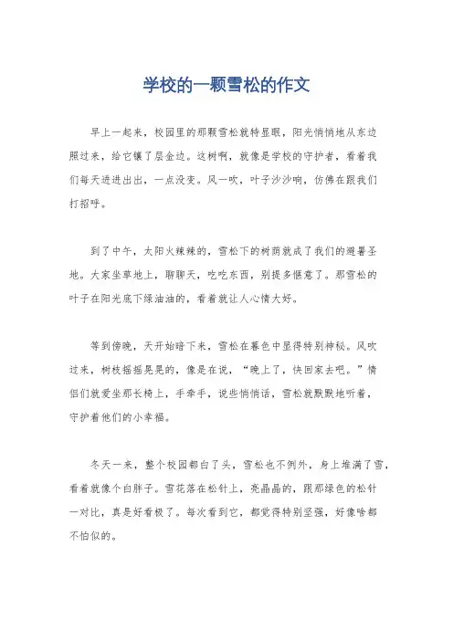 学校的一颗雪松的作文