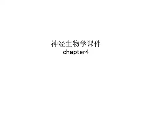 神经生物学课件chapter4