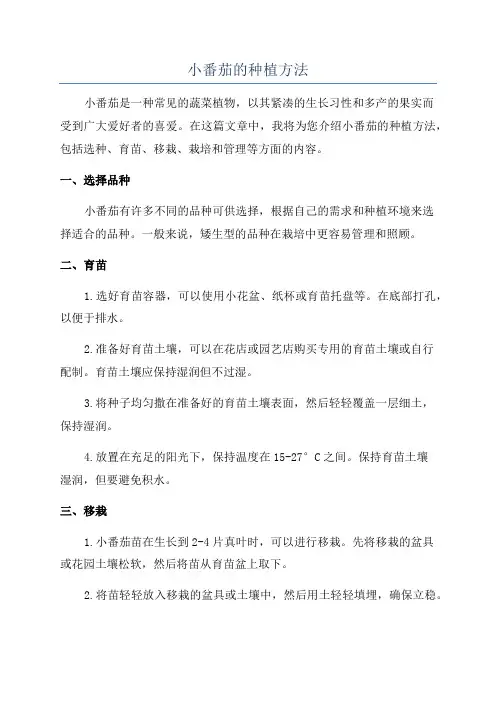 小番茄的种植方法