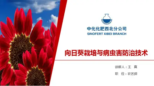 向日葵种植技术及作物套餐培训课件.pptx