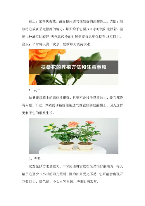 扶桑花的养殖方法和注意事项