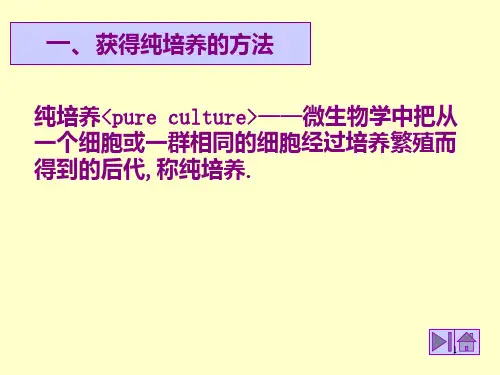 微生物的培养及生长规律