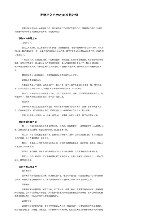发财树怎么养才能根粗叶绿