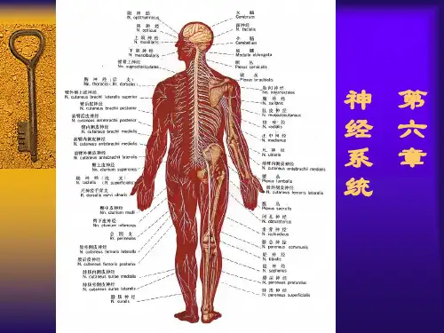 神经系统总论ppt课件