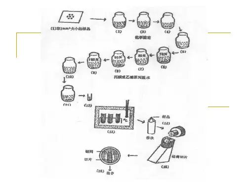 负染技术、扫描电镜样品制备技术