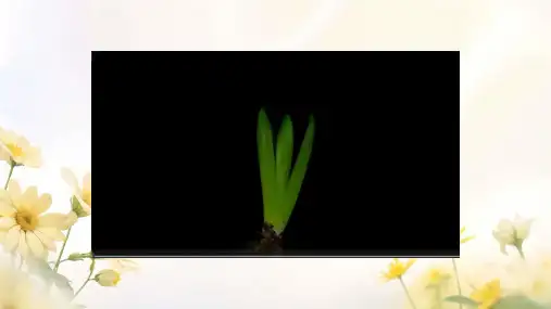 开花和结果ppt课件