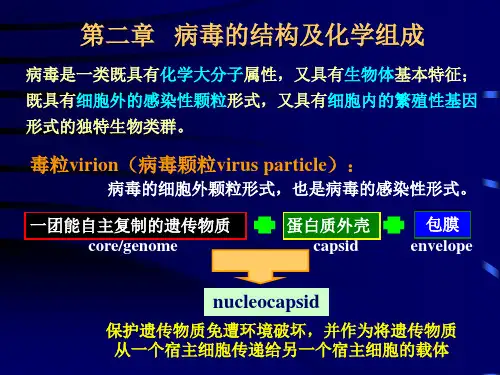 病毒的结构