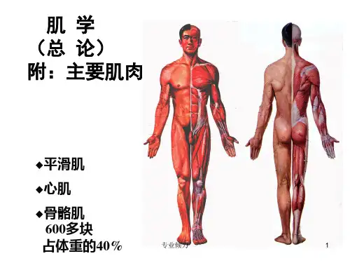 3肌学总论(附主要肌肉)-理论[高级教资]
