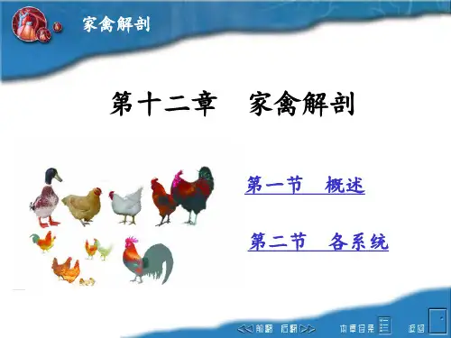 畜禽解剖学-12家禽解剖