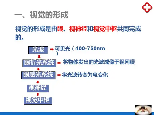 感觉器官—眼(人体解剖生理学)