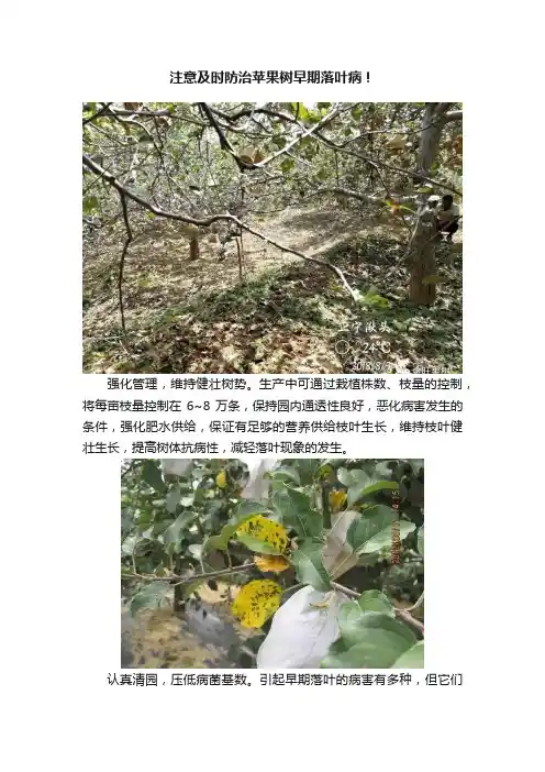 注意及时防治苹果树早期落叶病！