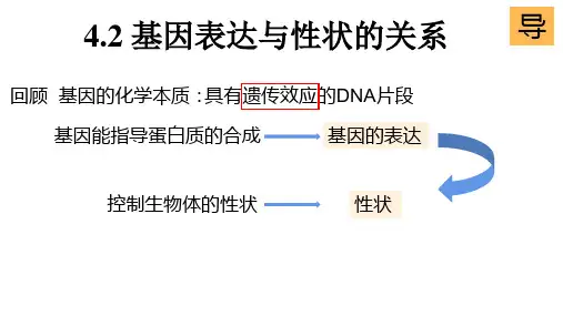 基因表达与性状的关系-高一生物同步教学课件(人教版2019必修2)