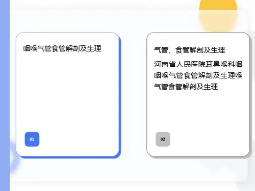 气管食管解剖