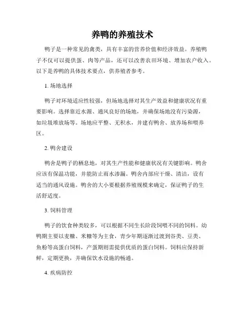 养鸭的养殖技术