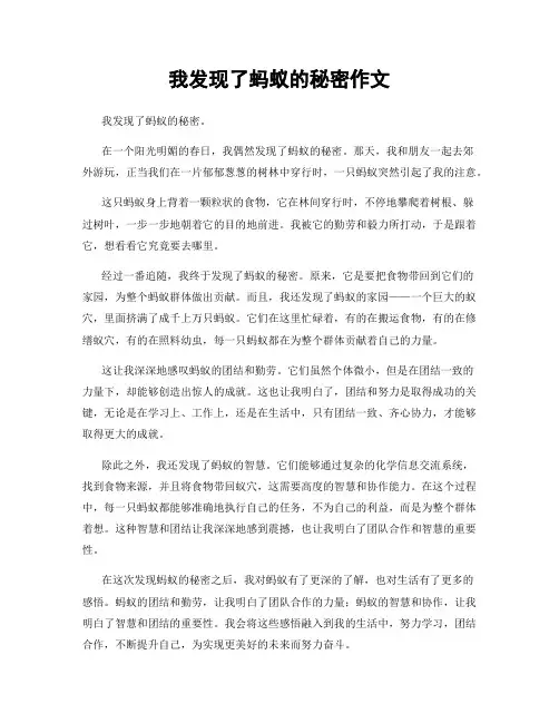 我发现了蚂蚁的秘密作文