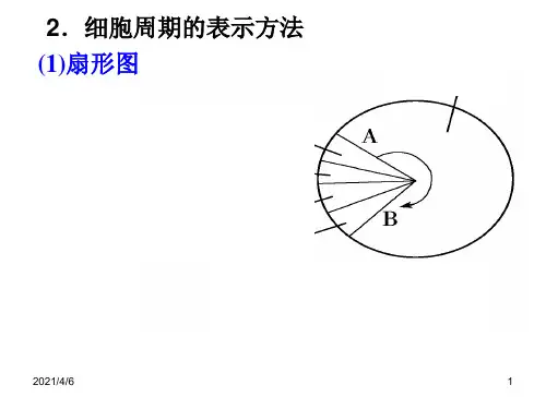有丝分裂图表分析
