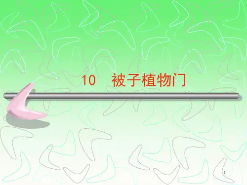 被子植物的分类ppt课件
