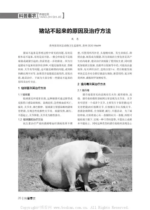 猪站不起来的原因及治疗方法