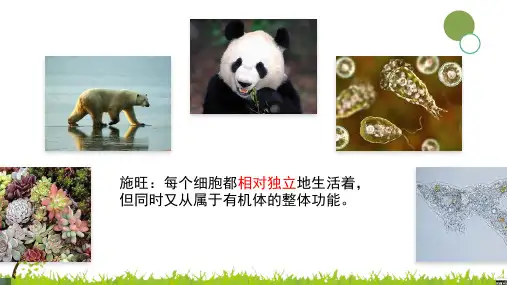 2023届高考生物一轮复习：生命系统的结构层次