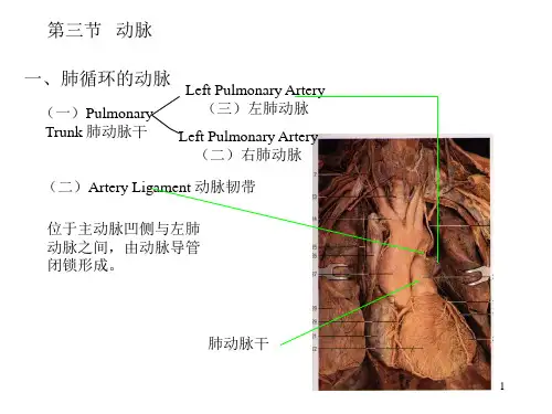 系统解剖学-10.动脉-幻灯片