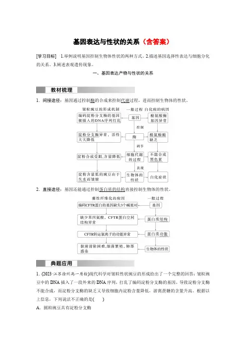高中生物(必修第二册 人教版)讲义教案：基因表达与性状的关系(含答案)