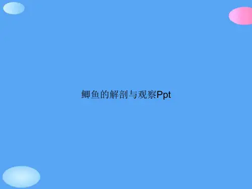 鲫鱼的解剖与观察Ppt正式版PPT